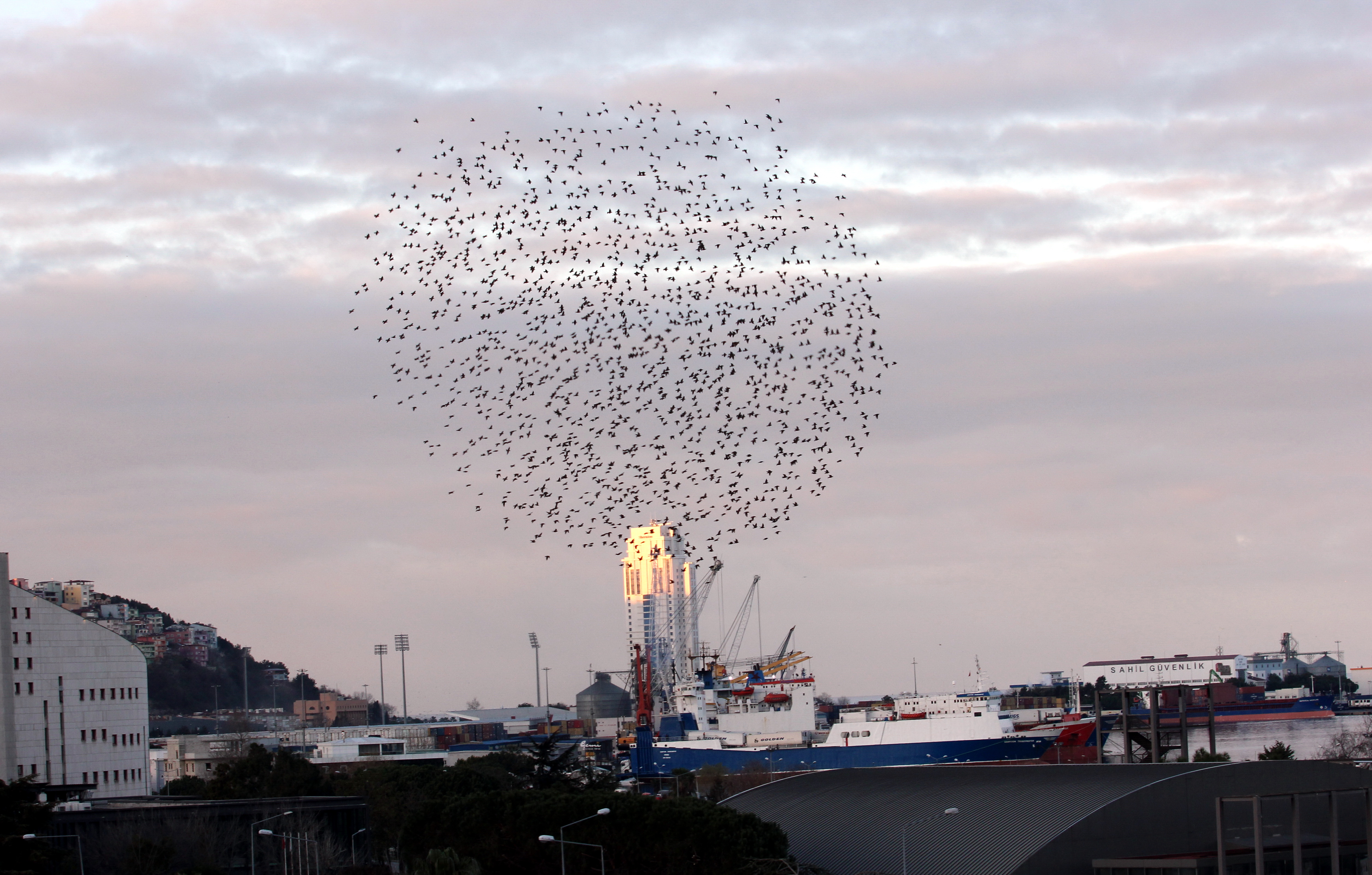 Samsun'da sığırcık güzelliği