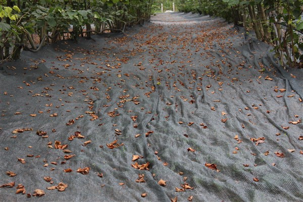Fındıkta hasat filesi başvuruları başladı