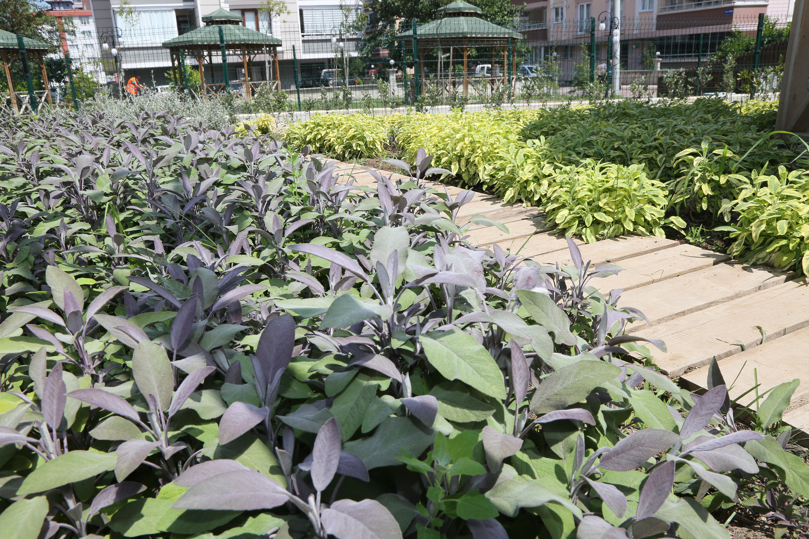 Ata tohumlar, Atakum’dan geleceğe taşınıyor