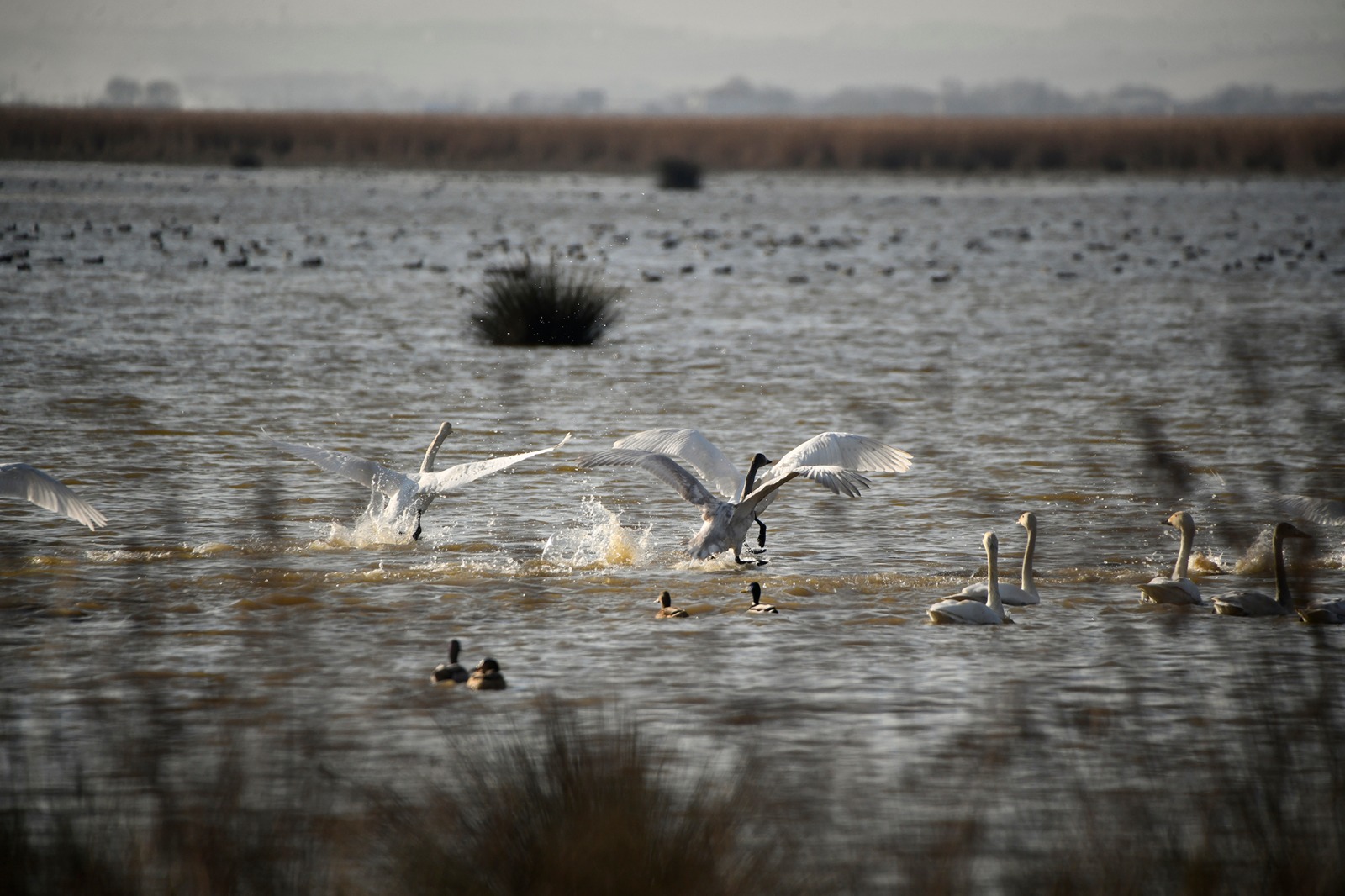 Kızılırmak Deltası Kuş Cenneti'ne bir yılda 100 bin ziyaretçi