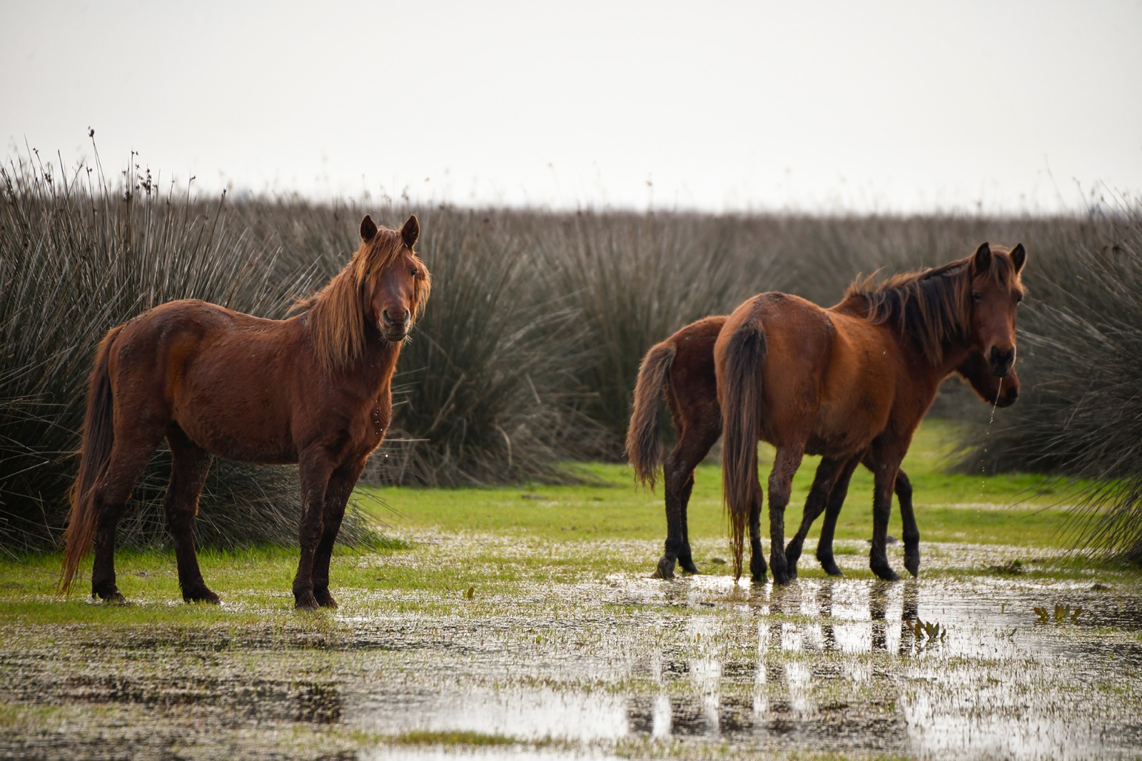 Kızılırmak Deltası Kuş Cenneti'ne bir yılda 100 bin ziyaretçi