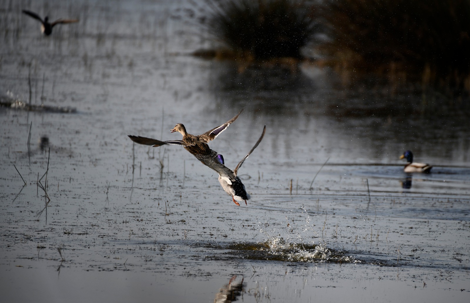 Kızılırmak Deltası Kuş Cenneti'ne bir yılda 100 bin ziyaretçi