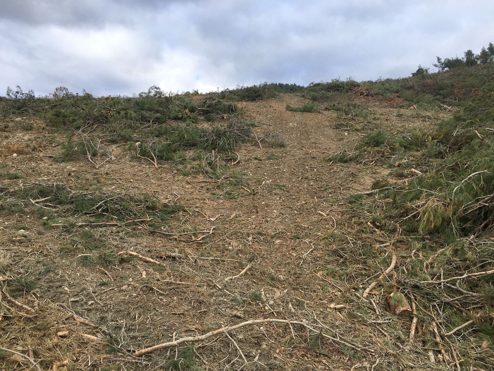 Samsun'da köylülerden büyük tepki: ‘Ormanlarımızı kesmiyor adeta tıraşlıyorlar’