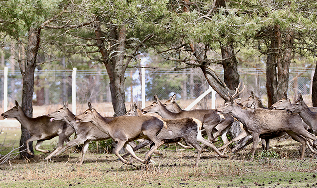 Samsun'da Koruma altındaki kızıl geyikler doğaya salındı