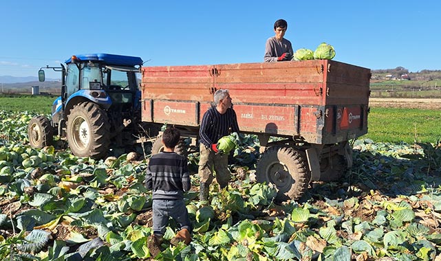 Bafra Ovası'nda beklenen rekolte 200 bin ton