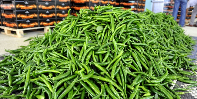 Samsun’da sivri biberin kilosu 140 lira!