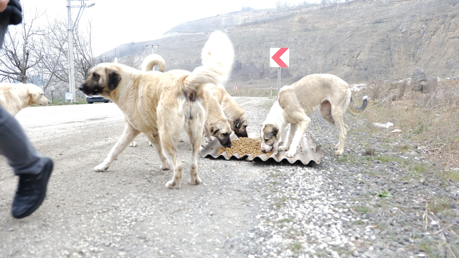 Samsun sokak hayvanlarına hem türkü söylediler hem de mama verdiler
