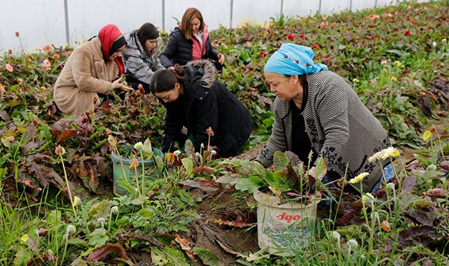 Samsun'da kadın çiftçilere yönelik tarımsal projelerde başarı