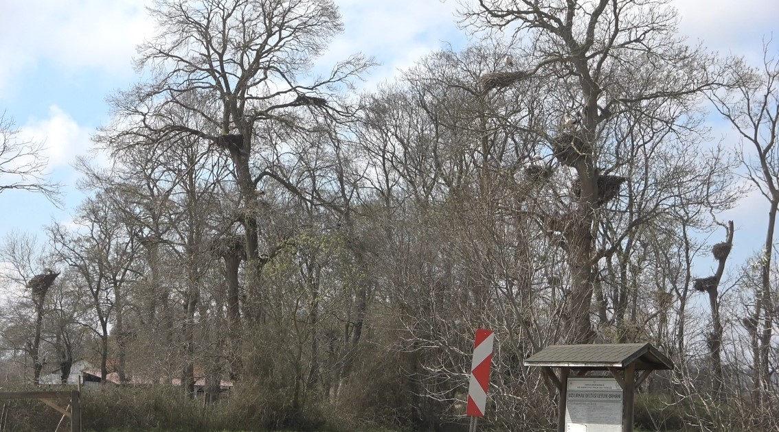Leylekler Afrika’dan Kızılırmak Deltası'na geldiler