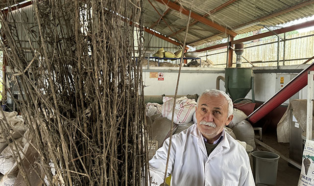 Samsun'da kenevir sapından yakıt üretildi