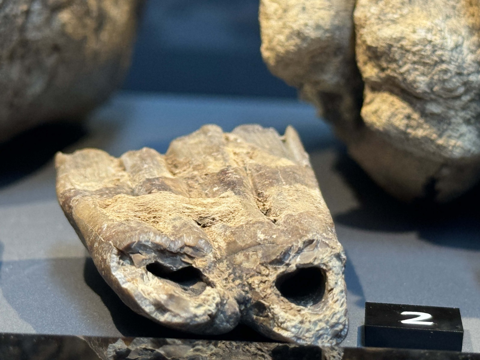 Samsun Müzesi'nde mamut fosilleri sergileniyor