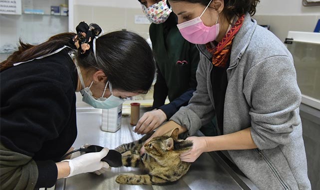 Karadeniz bölgesinin tek kamu hayvan hastanesi: OMÜ Hayvan Hastanesi