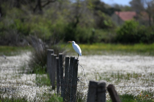 Kızılırmak Kuş Cenneti’ni bayramda 7 bin 500 kişi ziyaret etti