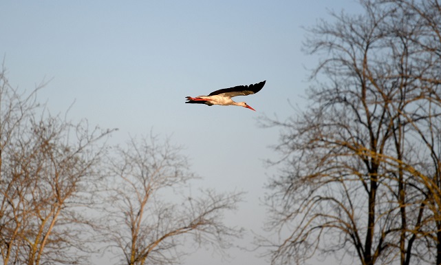 Kızılırmak Kuş Cenneti’ni bayramda 7 bin 500 kişi ziyaret etti