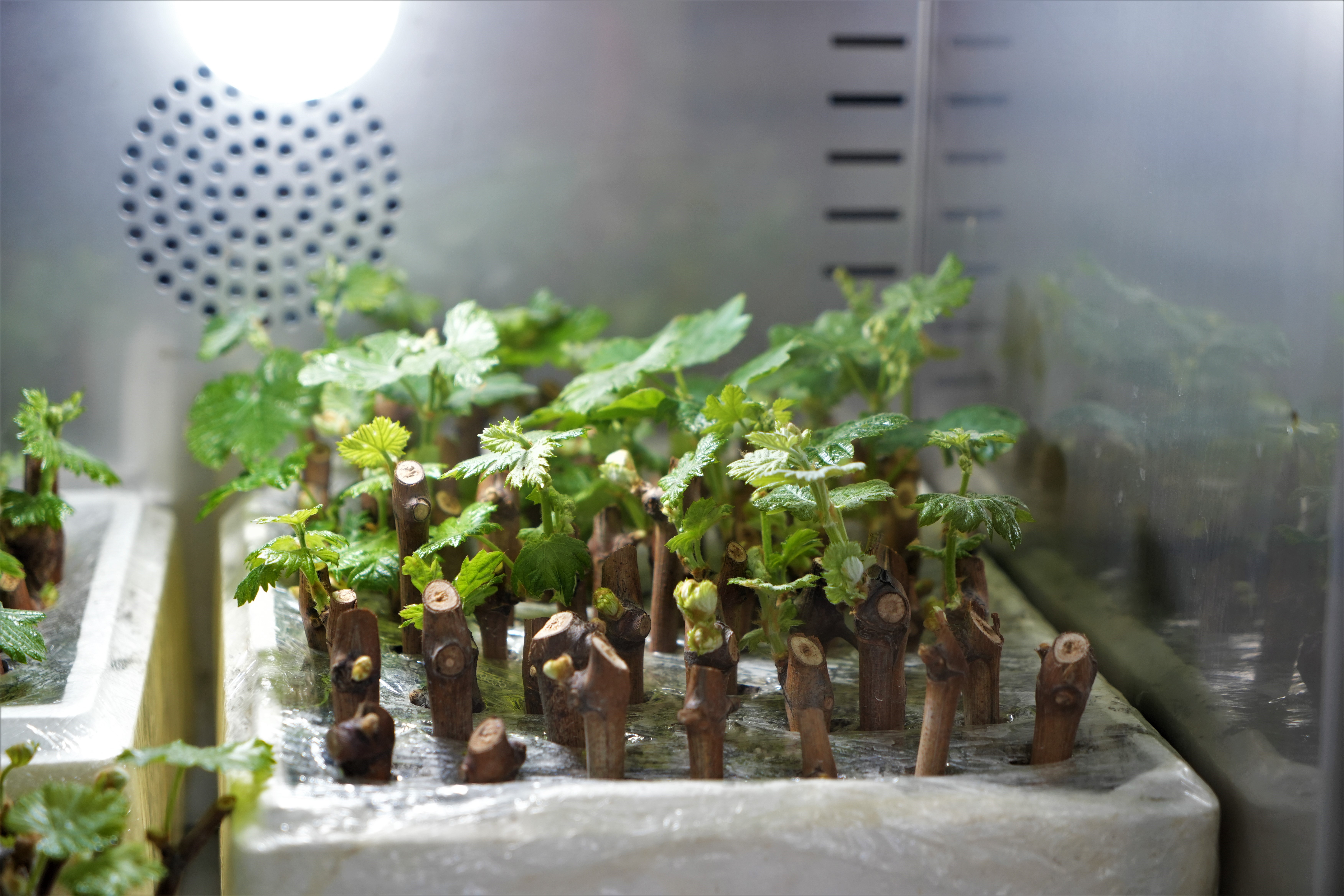 Samsun'da ilaçsız çekirdeksiz üzümler geliştirilecek