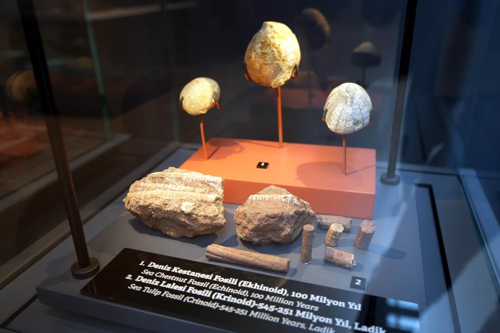  545 milyon yıllık fosiller Samsun'da sergileniyor