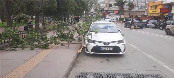 Samsun'da fırtına ağaçlar devrildi