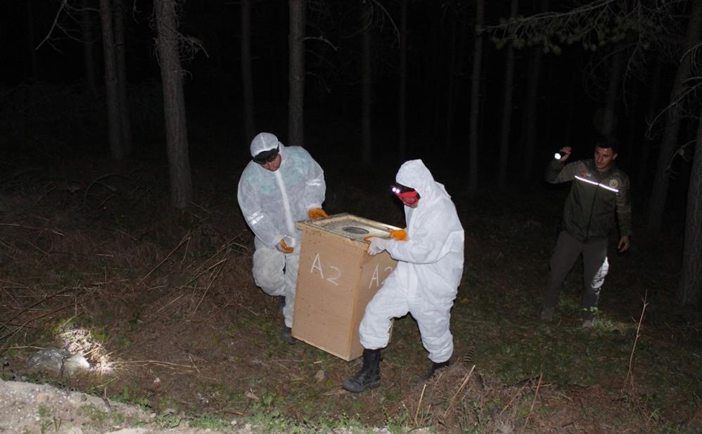 Samsun'da gece yarısı karınca operasyonu