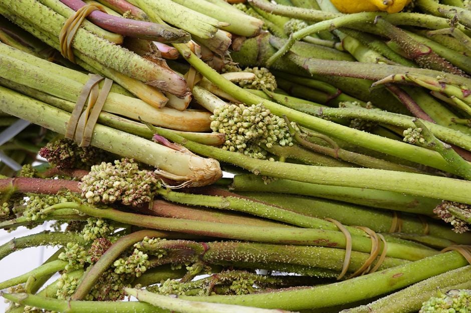 Kanserin yeni ilacı diyorlar! Kilosu 70 TL!