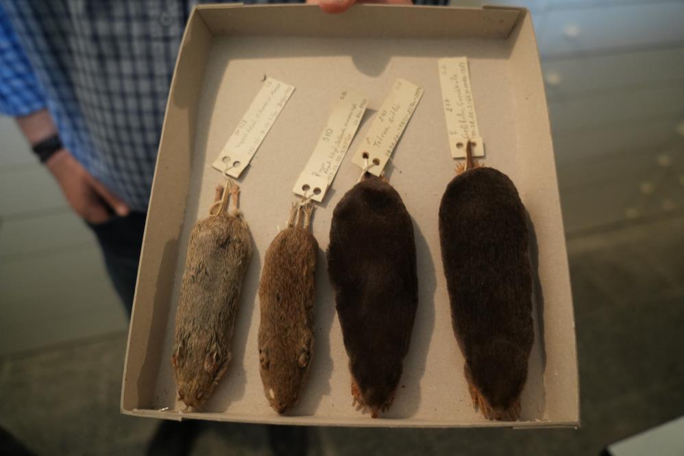 Dünya biyoçeşitliliğine ilk kez kazandırılan 3 yeni tür Samsun'da