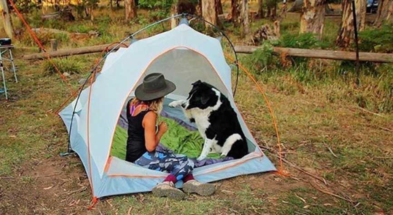  Köpeğinizle kamp yaparken dikkat etmeniz gerekenler