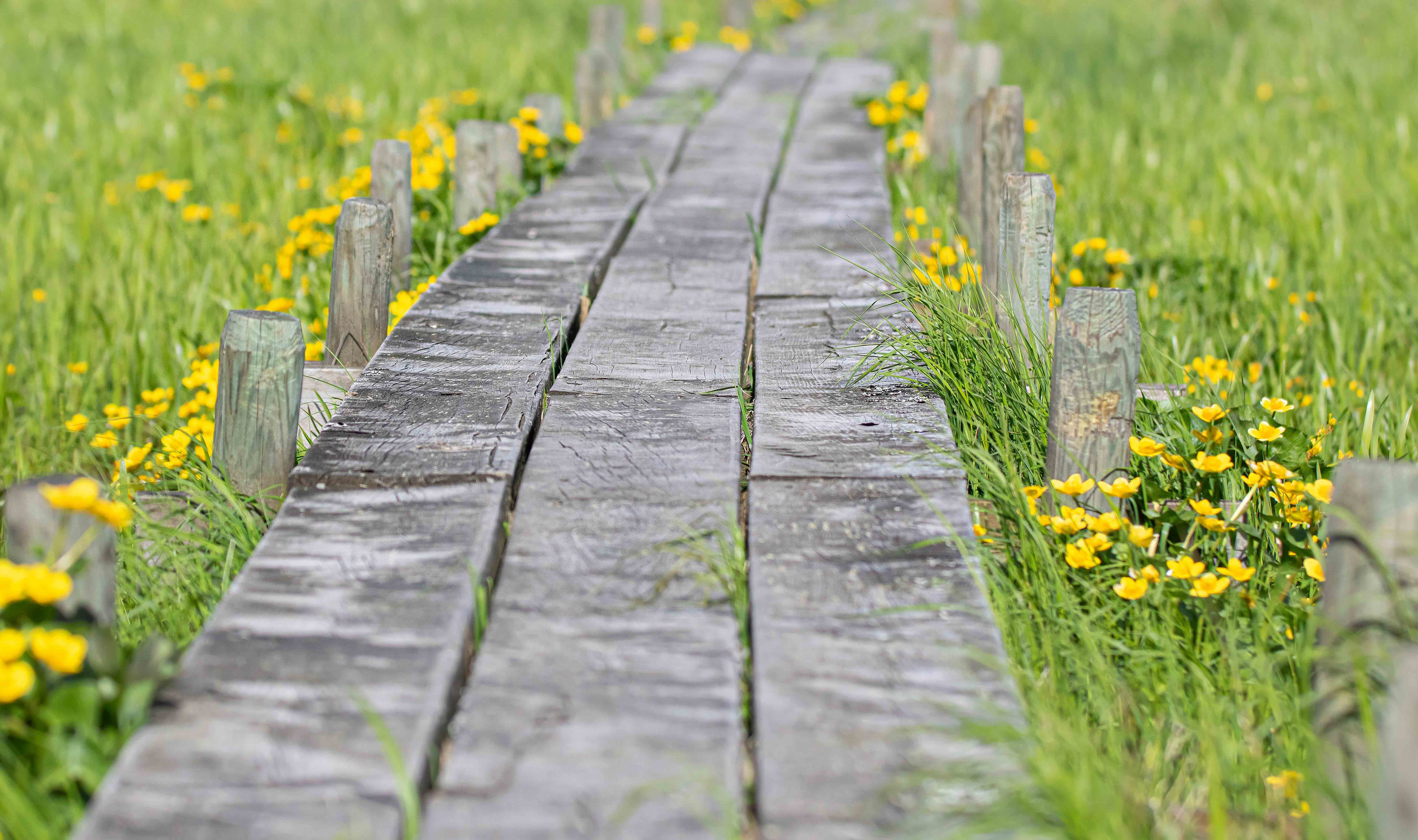 Bahar alerjisinin etkileri ve korunma yöntemleri
