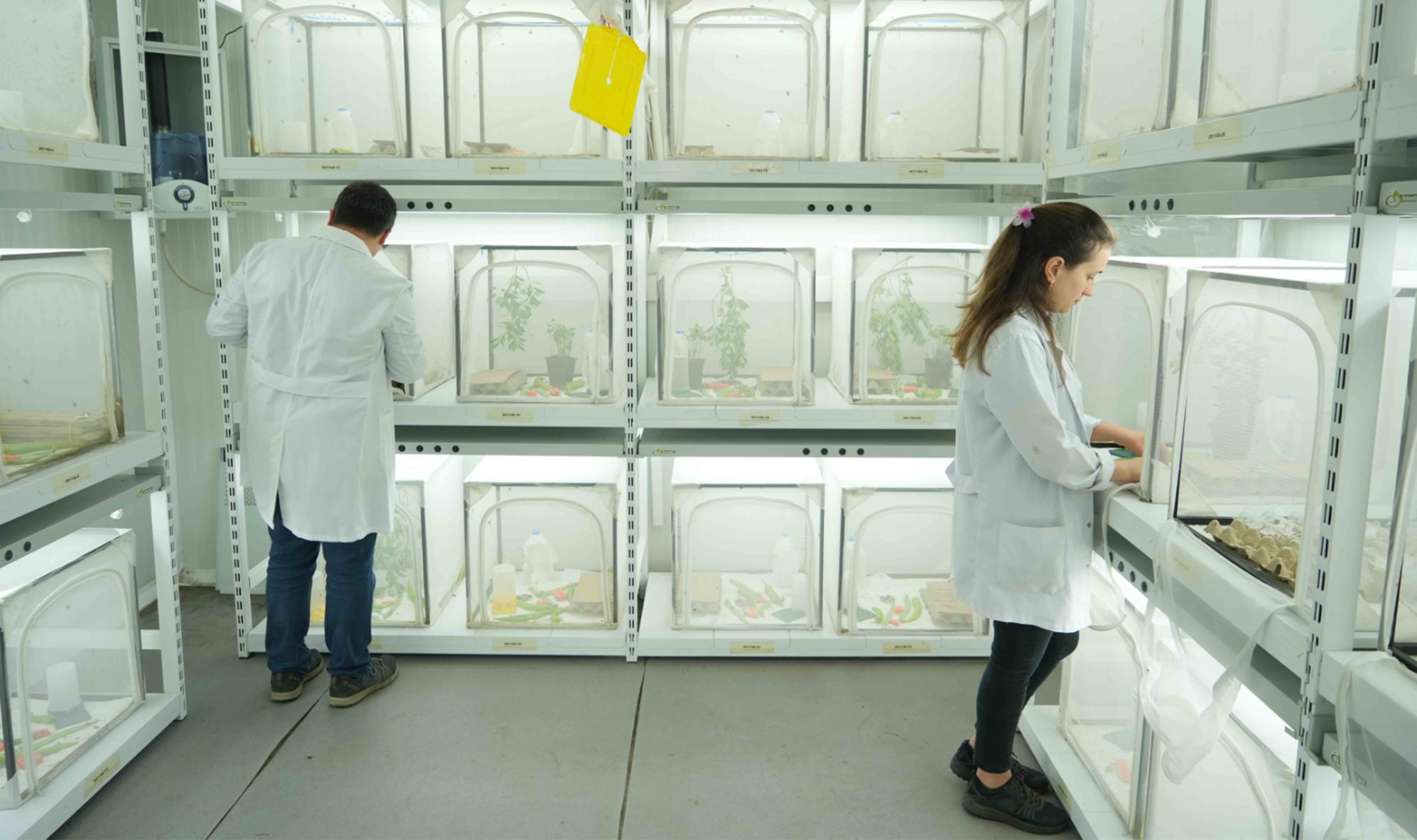 Samsun’da 150 bin samuray arısı doğaya salınacak