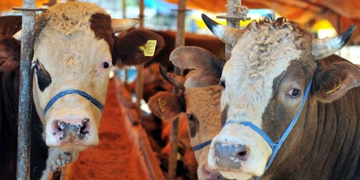 Kurban fiyatları belli oldu: 2024 yılı kurbanlık fiyatları