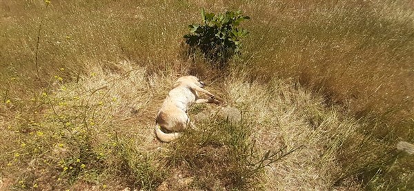 Kedi ve köpek katliamı hayvanları zehirlediler