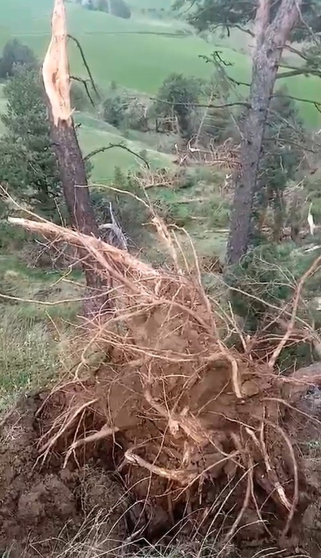 Hortum çıktı ağaçları kökünden söktü