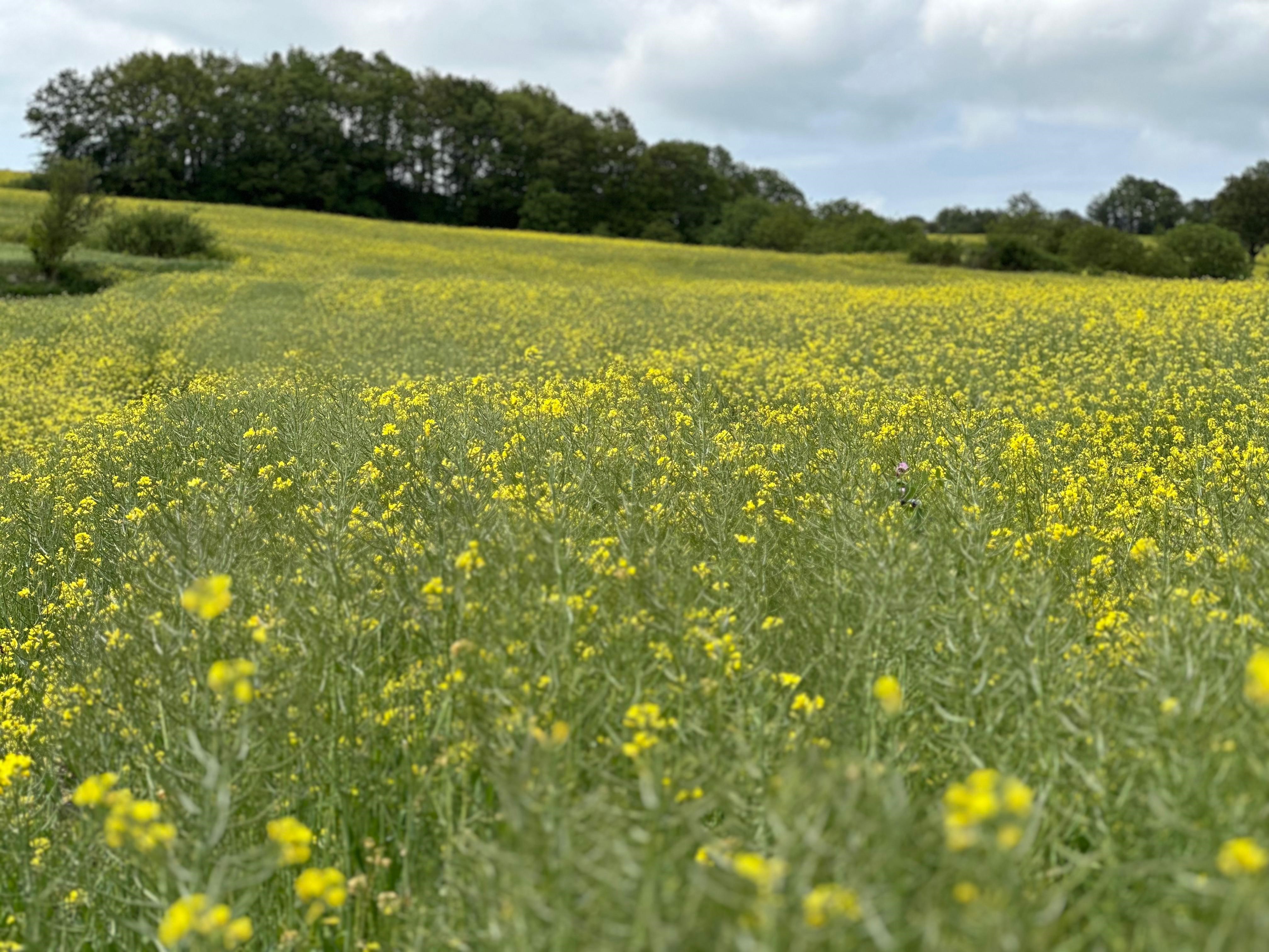 Samsun'da Kanola çiçekleri açtı kartpostallık görüntüler oluştu