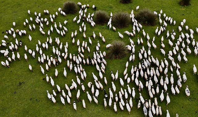Samsun'da göç yolculuğu başladı