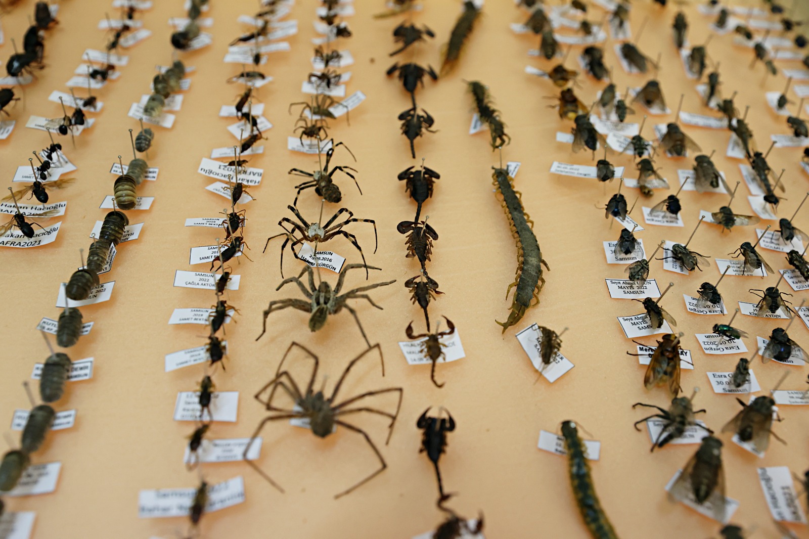 Samsun’da yapay zeka ile böceklerle mücadele