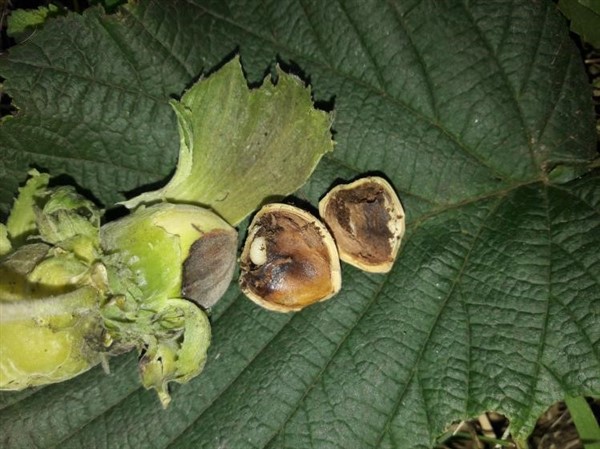 Meyve düşmanı fındık kurtları 200 meyveye zarar veriyor