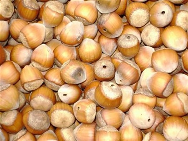 Meyve düşmanı fındık kurtları 200 meyveye zarar veriyor