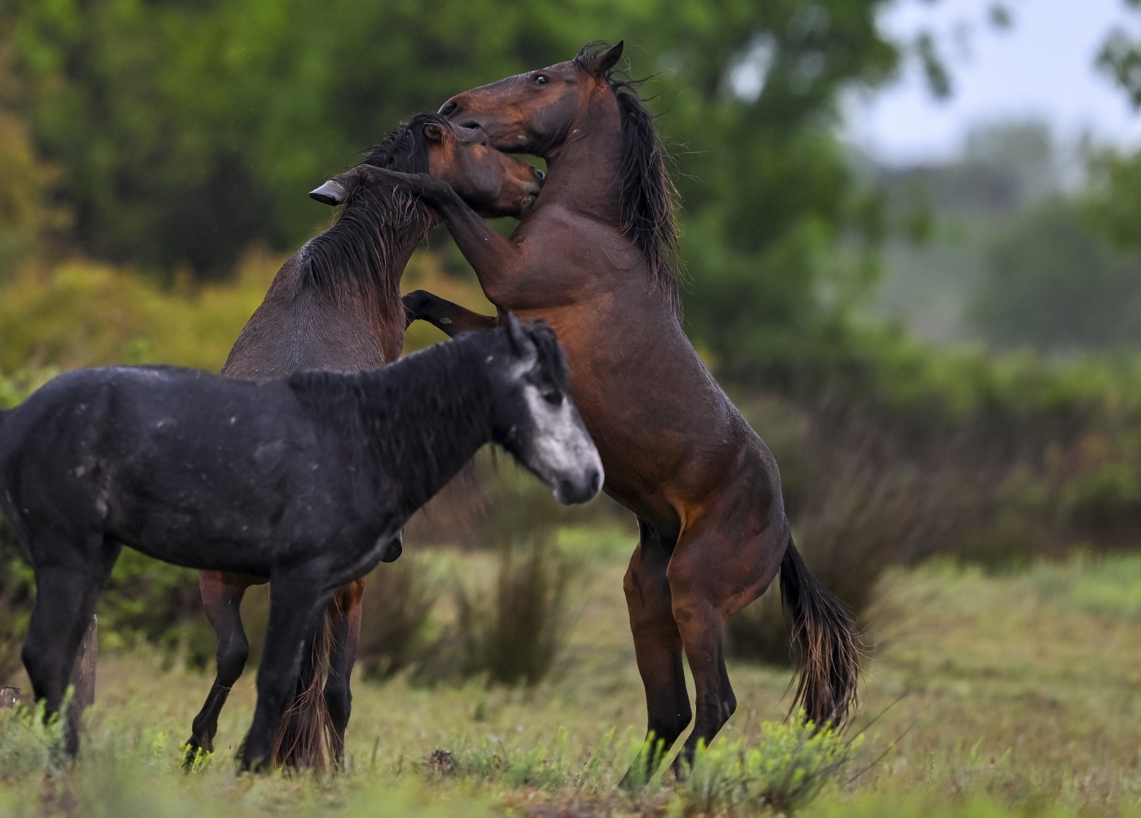Samsun'daki Kızılırmak Deltası'nda yılkı atları: Doğanın vahşi güzelliği