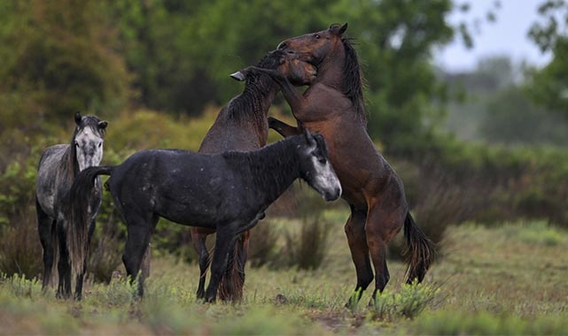 Samsun'daki Kızılırmak Deltası'nda yılkı atları: Doğanın vahşi güzelliği