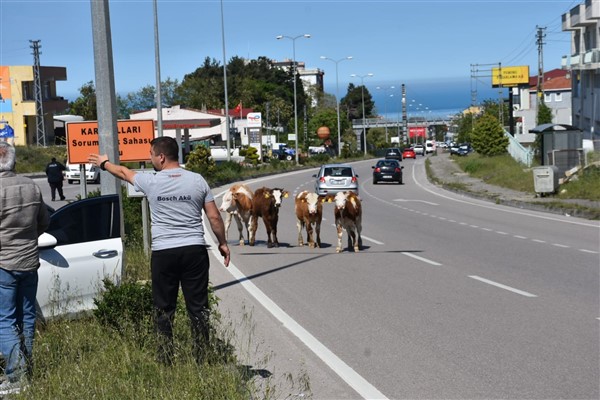 Samsun Sinop yolunda otomobil ineğe çarptı