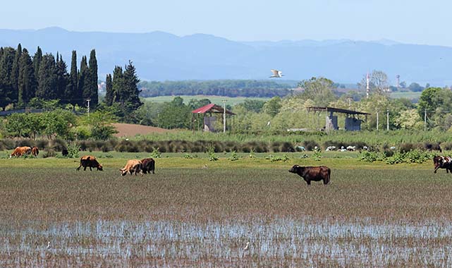 Kıyı Erozyonu Kızılırmak Deltası'nın Geleceğini Tehdit Ediyor