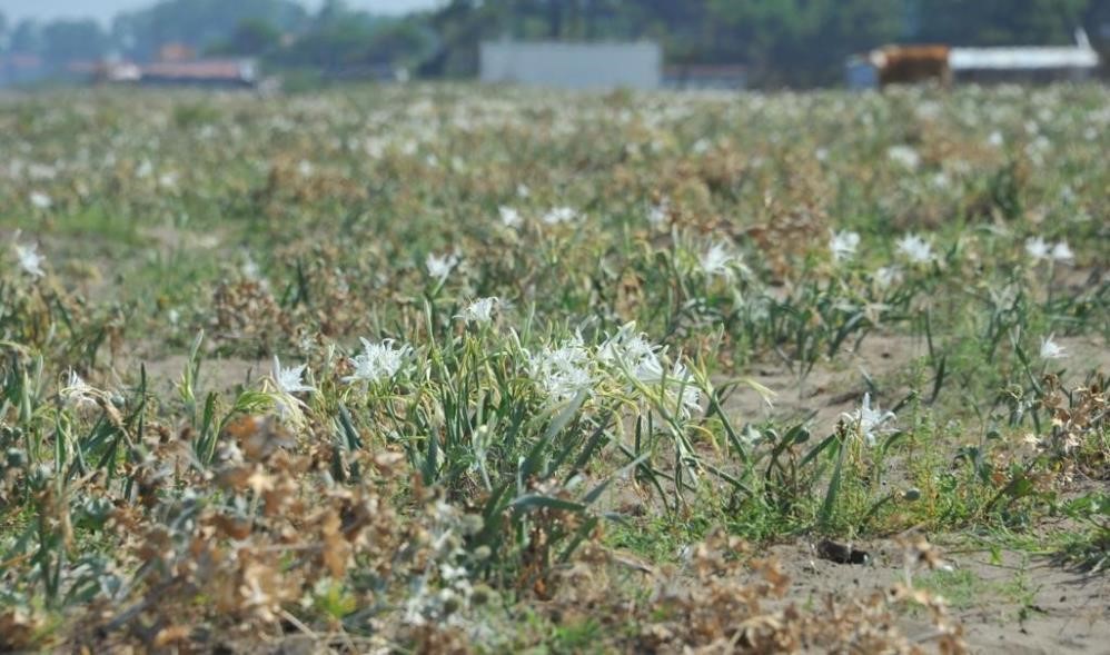 Samsun’da bu bitkilere zarar vermenin cezası çok ağır