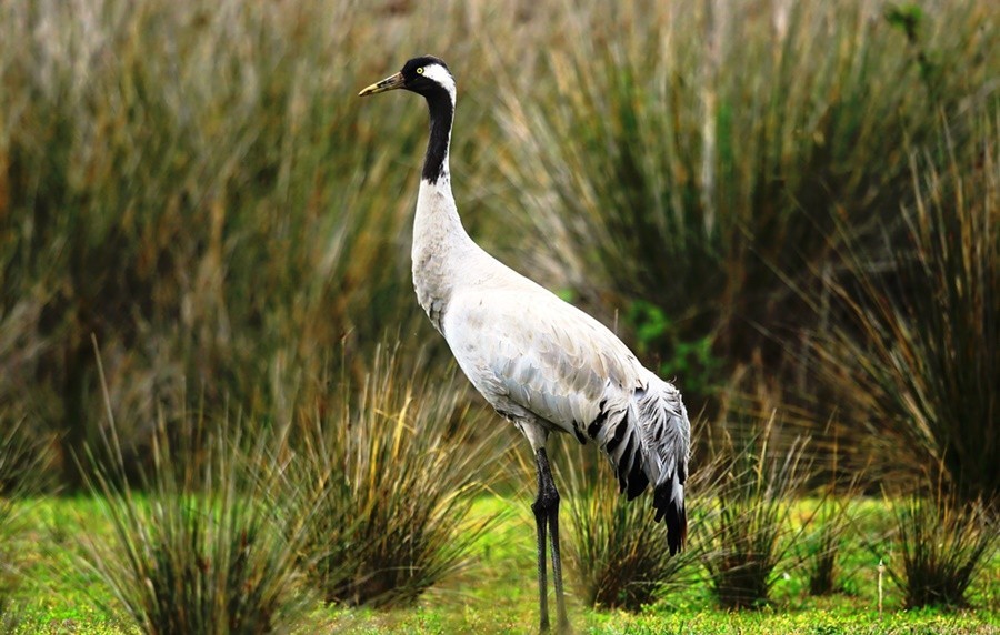 Samsun’da bu bitkilere zarar vermenin cezası çok ağır
