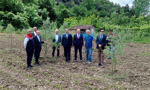 Samsun'da zeytincilik tekrar canlanıyor  