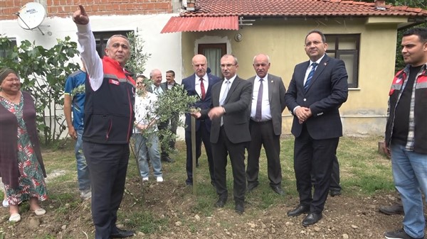 Samsun'da zeytincilik tekrar canlanıyor  