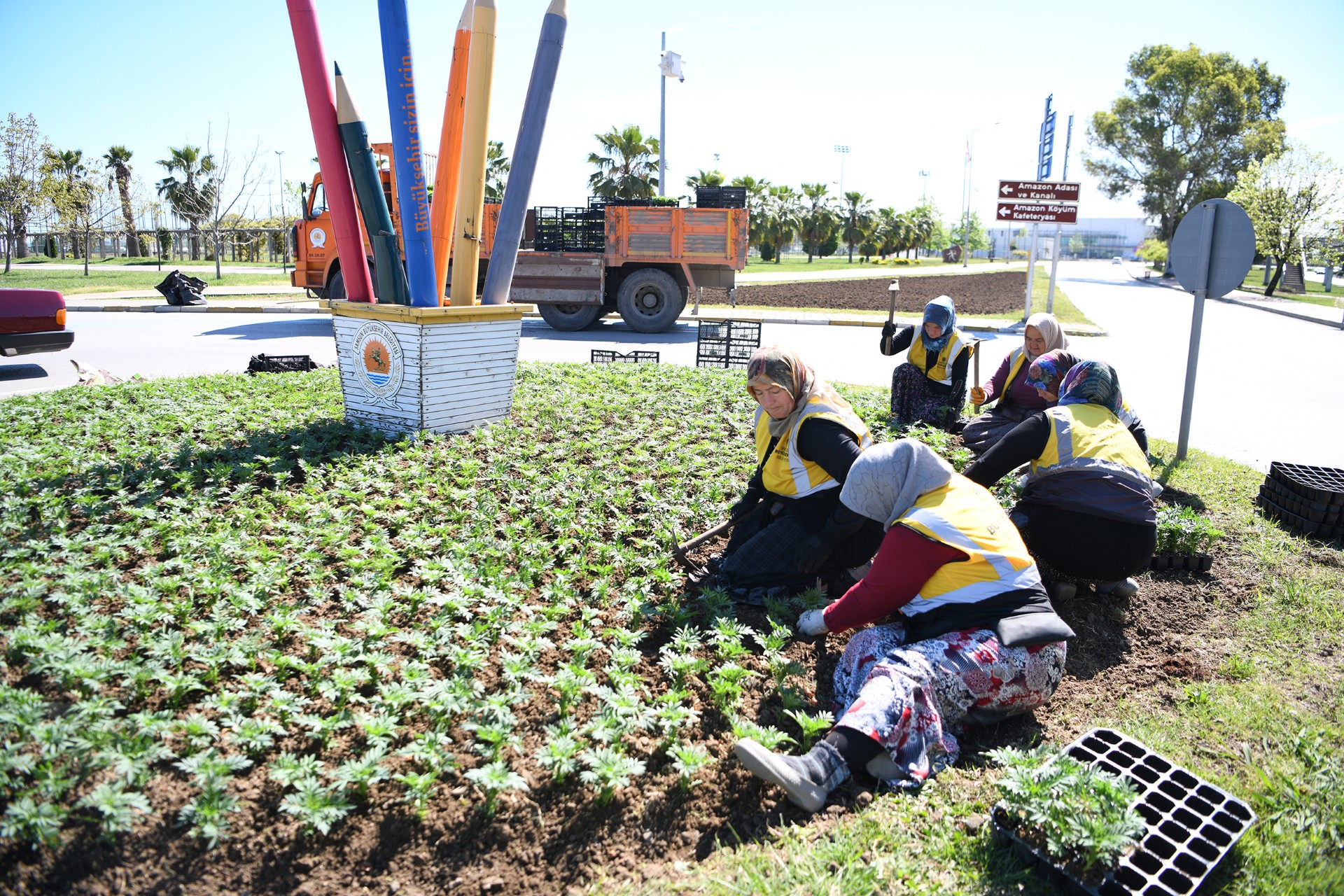 Kadife çiçekleri ile Samsun renkleniyor