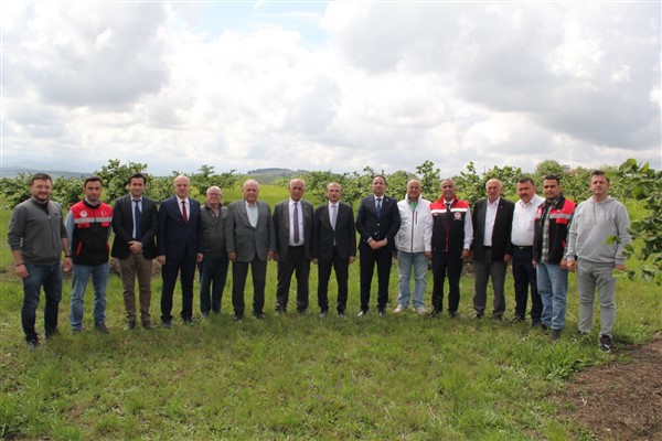 Samsun'da fındık verimini 5 kat arttıracak proje