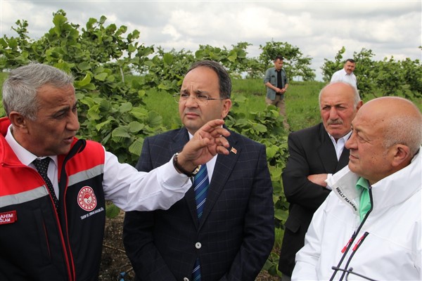 Samsun'da fındık verimini 5 kat arttıracak proje
