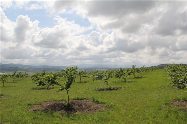 Samsun'da fındık verimini 5 kat arttıracak proje