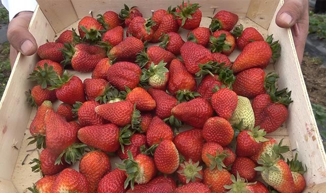 Samsun’da bin rakımda yetişen çilek pazar sorunu yaşamıyor