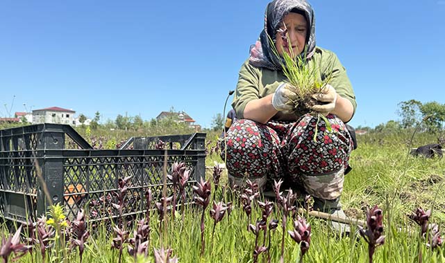 Samsun'da özel izinle yetiştiriliyor! Gelir kapısı oldu