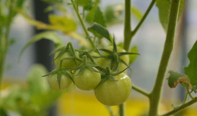 Samsun'da organik tarım hızla yükseliyor